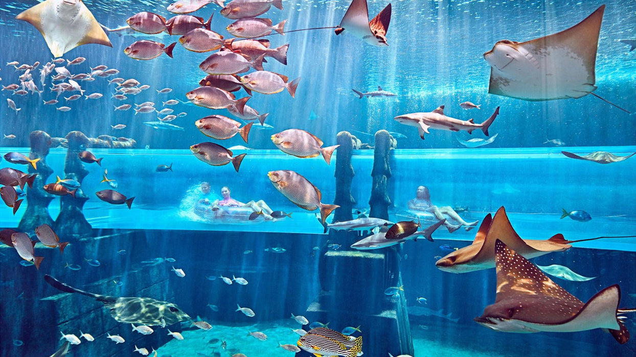 Atlantis Aquaventure Day Pass for One Child | Theme Parks & Attractions at Wondergifts