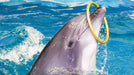 General Admission to Dolphin and Seal Show for Two | Theme Parks & Attractions at Wondergifts