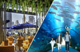 Dubai Aquarium Access with Meal For One at Carluccio's - Dubai Mall | Theme Parks & Attractions at Wondergifts