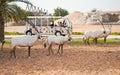 Dubai Safari Park Day Pass for One Adult | Theme Parks & Attractions at Wondergifts