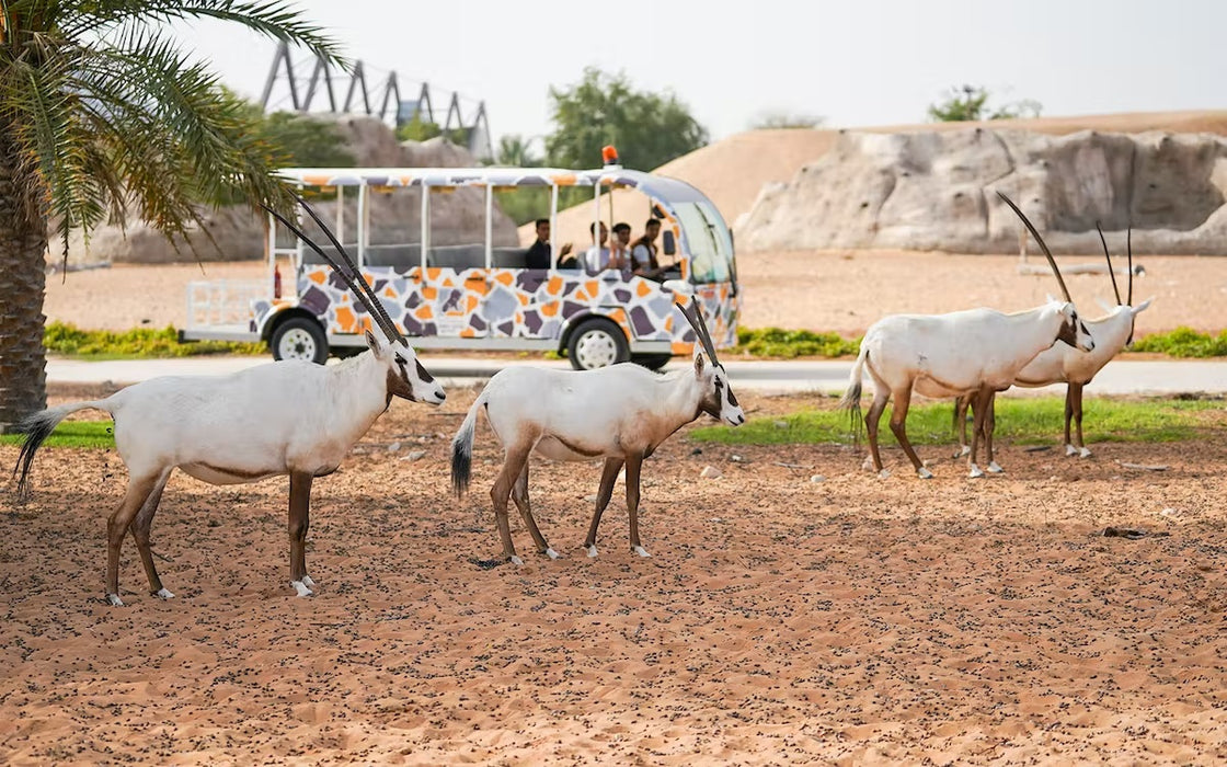 Dubai Safari Park Day Pass for One Child | Theme Parks & Attractions at Wondergifts