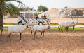 Dubai Safari Park Day Pass for One Child | Theme Parks & Attractions at Wondergifts