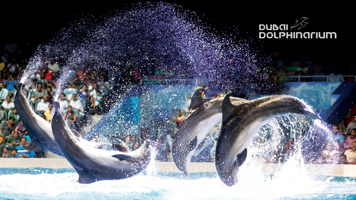 General Admission to Dolphin and Seal Show for Two | Theme Parks & Attractions at Wondergifts