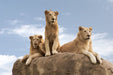 Dubai Safari Park Day Pass for One Child | Theme Parks & Attractions at Wondergifts