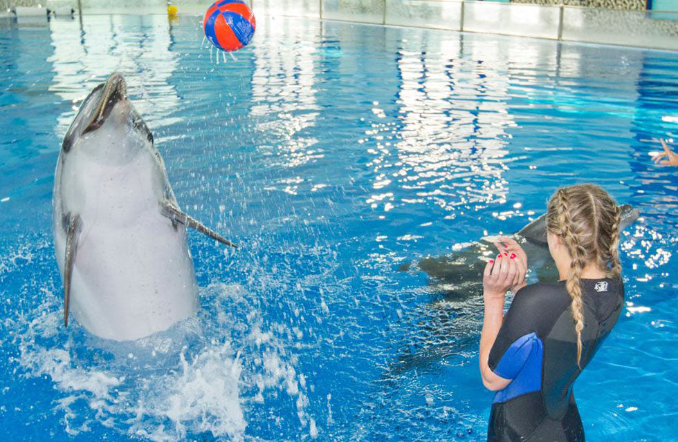 Dolphin & Seal Show General Admission Tickets for 1 Child | Days Out at Wondergifts