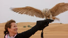 Fun Falconry Safari with Breakfast for Two in Dubai - WONDERDAYS
