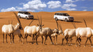 Morning Conservation Desert Drive for Two with Breakfast | Days Out at Wondergifts