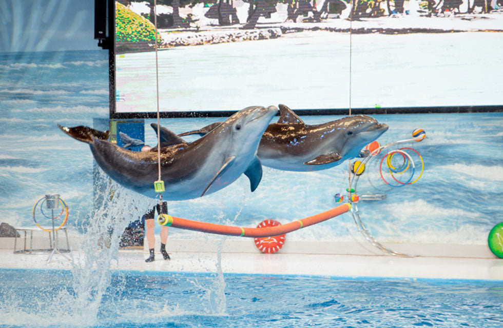 Dolphin & Seal Show for Family of Four at Dubai Dolphinarium | Theme Parks & Attractions at Wondergifts