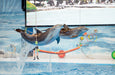 Dolphin & Seal Show General Admission Tickets for 1 Child | Days Out at Wondergifts