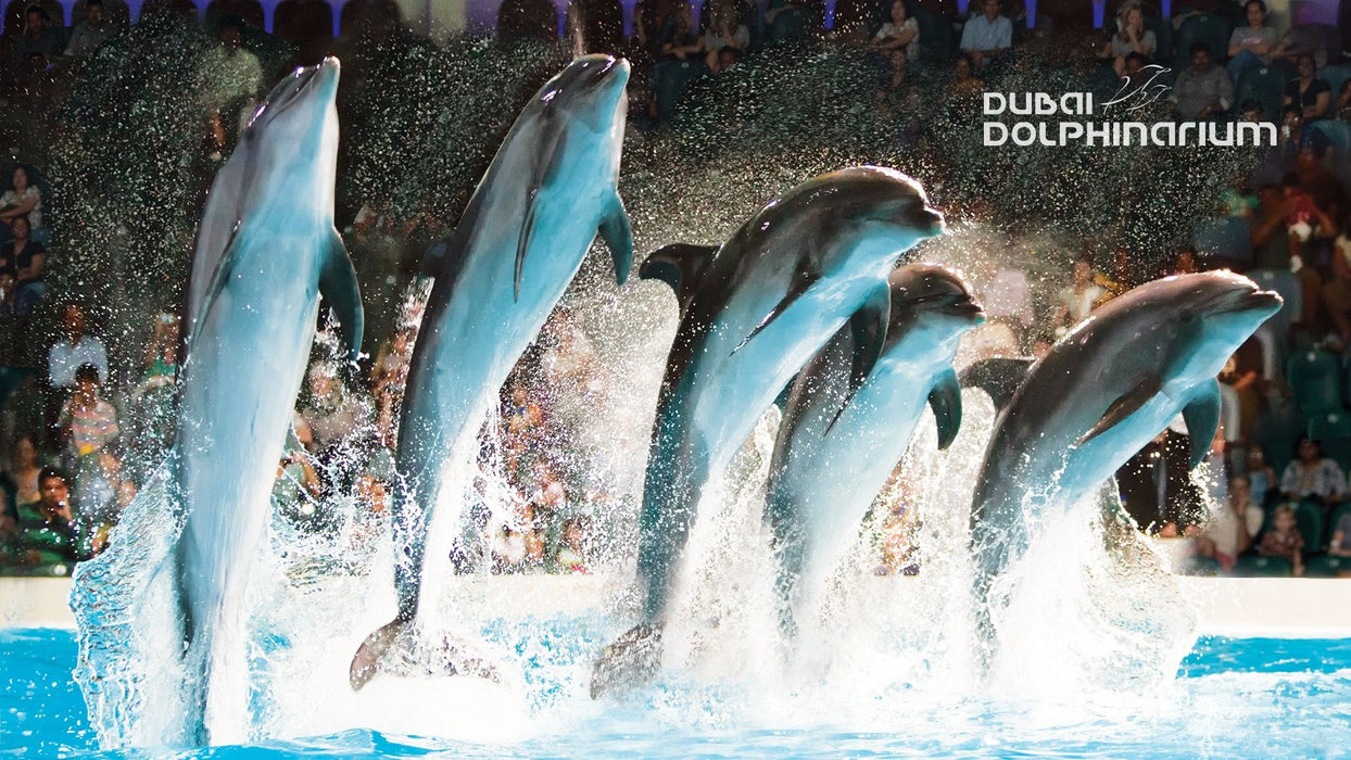 General Admission to Dolphin and Seal Show for Two | Theme Parks & Attractions at Wondergifts