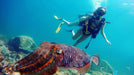 Underwater Adventure! Snorkeling Trip in Fujairah | Adventure at Wondergifts