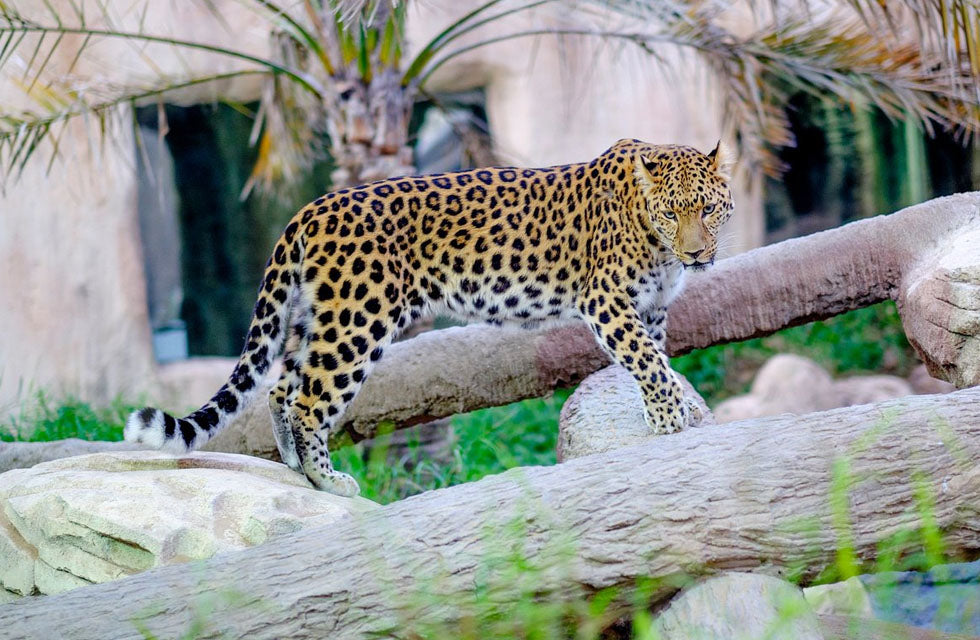 Exciting Stay at Emirates Park Zoo & Resort with Zoo Access & Breakfast