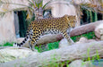 Emirates Park Zoo & Resort Deluxe 1-Night Stay with Zoo Access & Breakfast | Staycation at Wondergifts