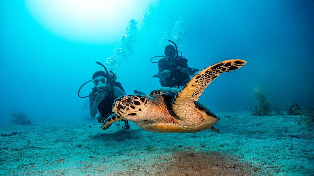 Fujairah Scuba Diving and Snorkeling with Turtles including BBQ Lunch | Adventure at Wondergifts