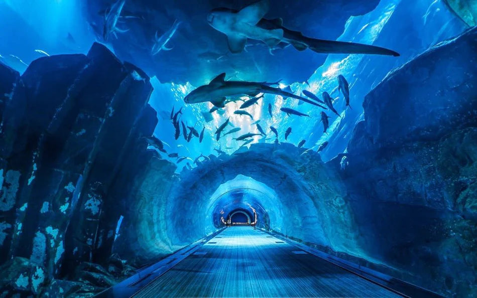 Dubai Aquarium & Underwater Zoo General Admission | Theme Parks & Attractions at Wondergifts
