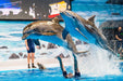 Entry Ticket to The Frame and Dubai Dolphinarium for One - WONDERDAYS