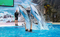 Entry Ticket to The Frame and Dubai Dolphinarium for One - WONDERDAYS