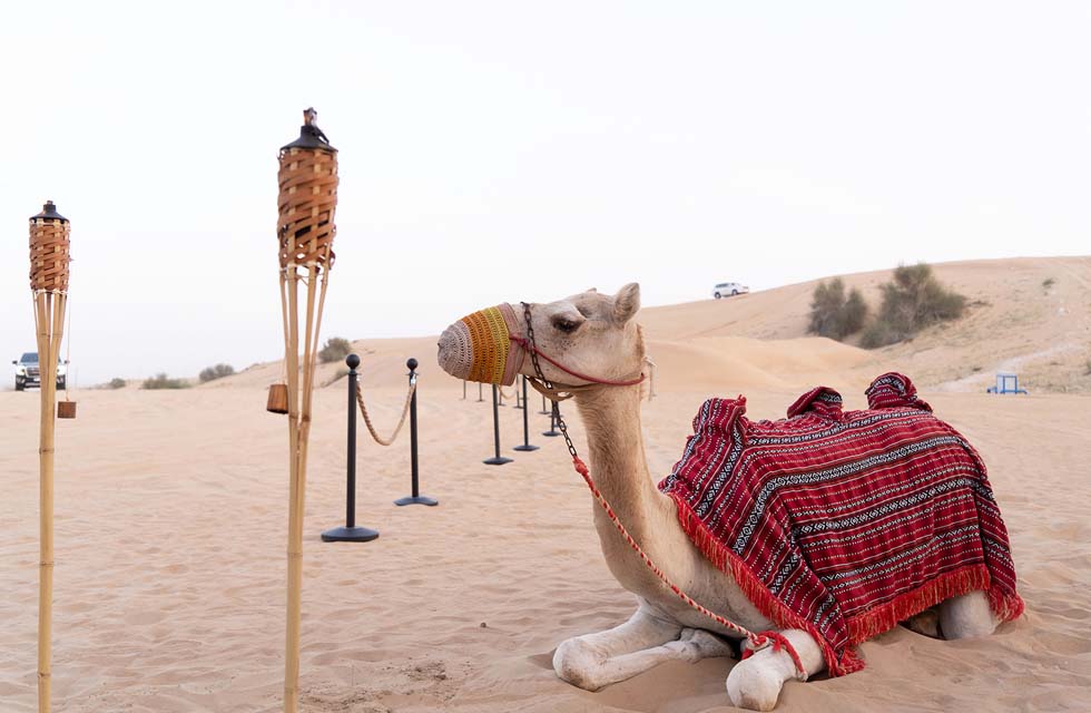 Dubai Desert Safari Adventure with Dinner for One at Noble Camps