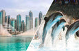 One Night Hotel Stay in Dubai with Dolphinarium Tickets for Two | Staycation at Wondergifts