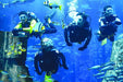 Atlantis Discover Scuba Dive: Plunge into the Ambassador Lagoon - WONDERDAYS