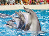 Standard Dolphin and Seal Show for One at Dubai Dolphinarium | Theme Parks & Attractions at Wondergifts