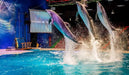 Standard Dolphin and Seal Show for One at Dubai Dolphinarium | Theme Parks & Attractions at Wondergifts