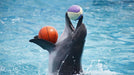 Standard Dolphin and Seal Show for One at Dubai Dolphinarium | Theme Parks & Attractions at Wondergifts