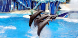 Standard Dolphin and Seal Show for One at Dubai Dolphinarium | Theme Parks & Attractions at Wondergifts