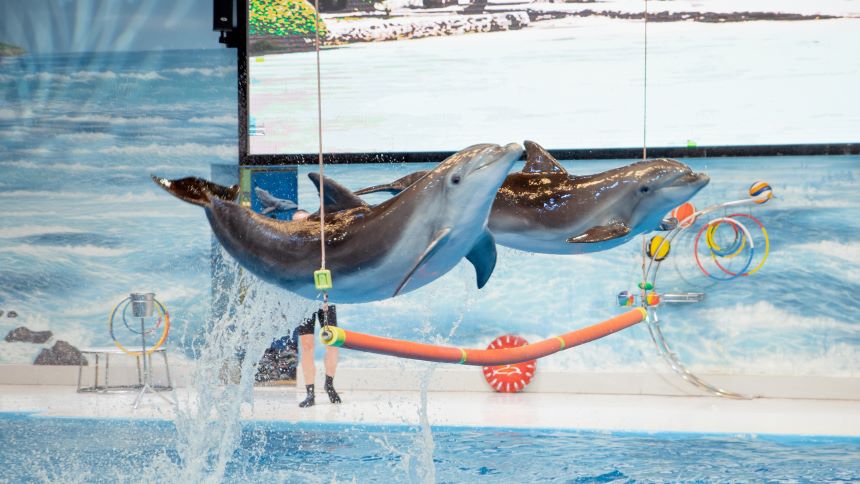 Standard Dolphin and Seal Show for One at Dubai Dolphinarium | Theme Parks & Attractions at Wondergifts