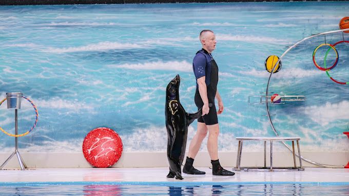 Standard Dolphin and Seal Show for One at Dubai Dolphinarium | Theme Parks & Attractions at Wondergifts