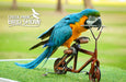 Creek Park Exotic Bird Show General Admission Ticket for 1 Child | Days Out at Wondergifts