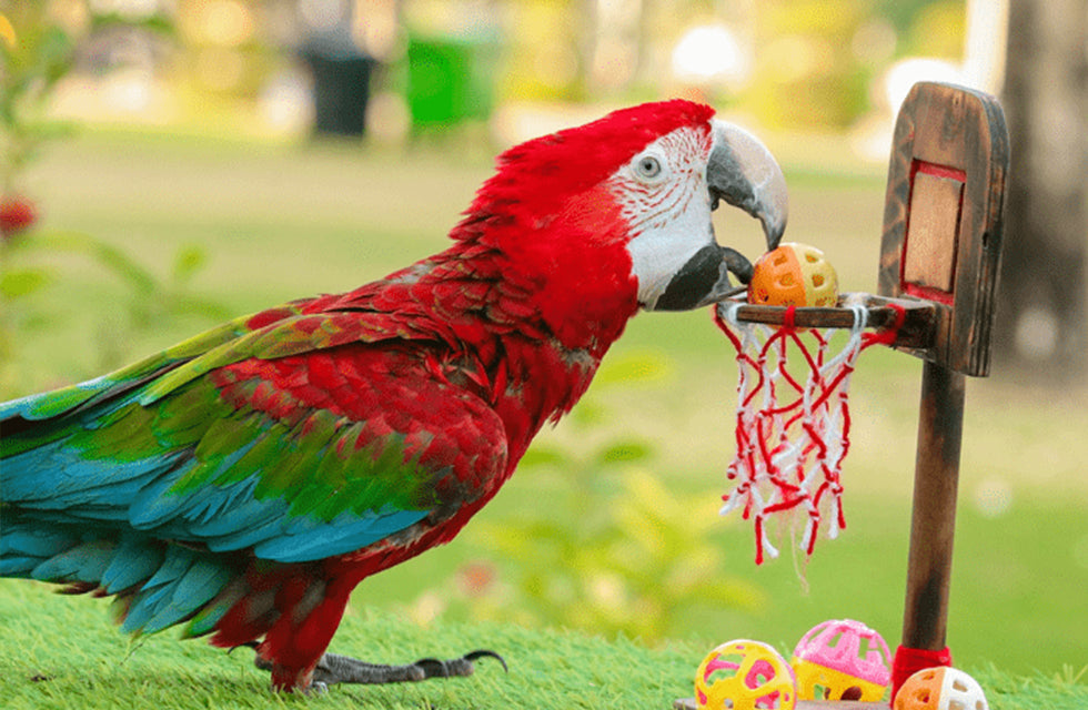Creek Park Exotic Bird Show General Admission Ticket for 1 Child | Days Out at Wondergifts