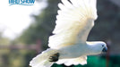 Entry for Two at the Creek Park Exotic Bird Show | Theme Parks & Attractions at Wondergifts