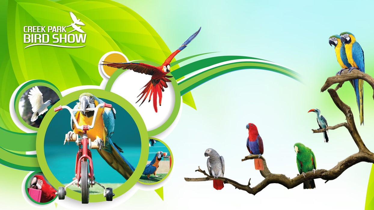 Entry for Two at the Creek Park Exotic Bird Show | Theme Parks & Attractions at Wondergifts