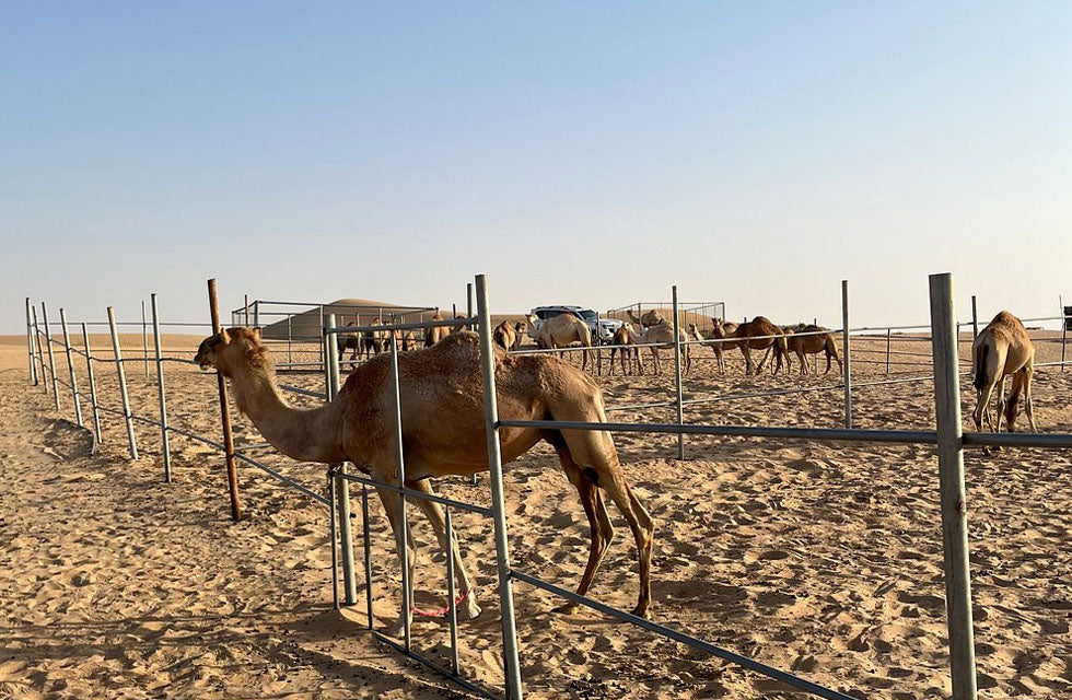 Sunset Desert Safari Experience with BBQ Dinner for One in Abu Dhabi