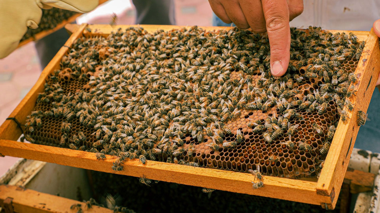 Discover Hatta Honeybee Garden With Your Family Of Four | Days Out at Wondergifts