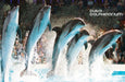 Dolphin & Seal Show for Family of Four at Dubai Dolphinarium | Theme Parks & Attractions at Wondergifts