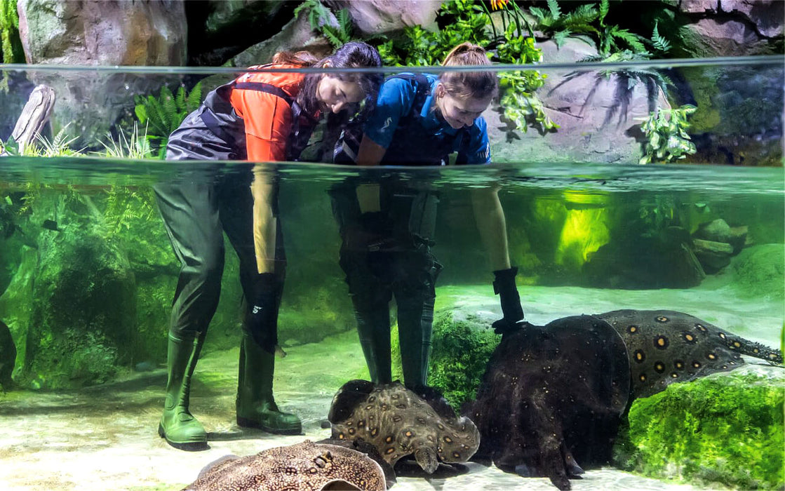 Marine Adventure Tickets for Two at National Aquarium Abu Dhabi | Days Out at Wondergifts